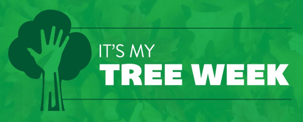 it's my tree week
