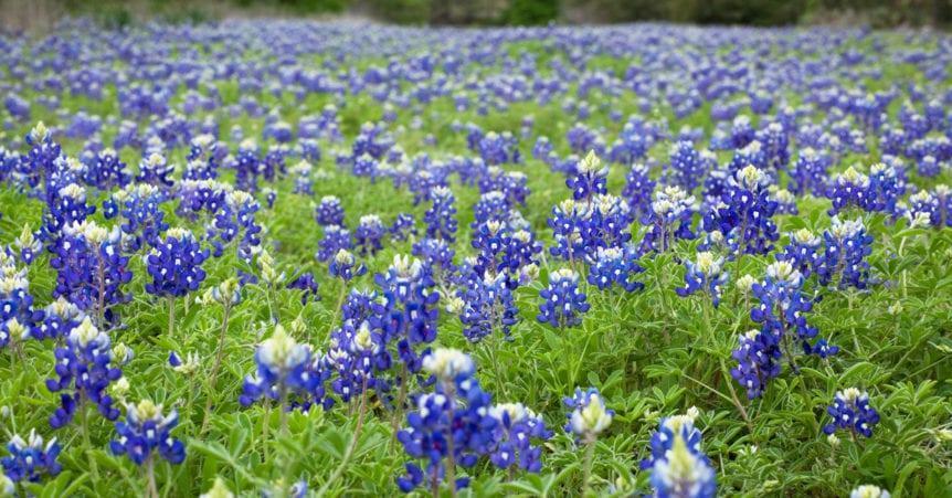 11 Tips for Taking Bluebonnet Photos | Austin Parks Foundation