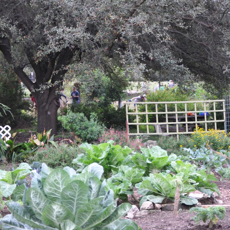 community garden local produce austin texas
