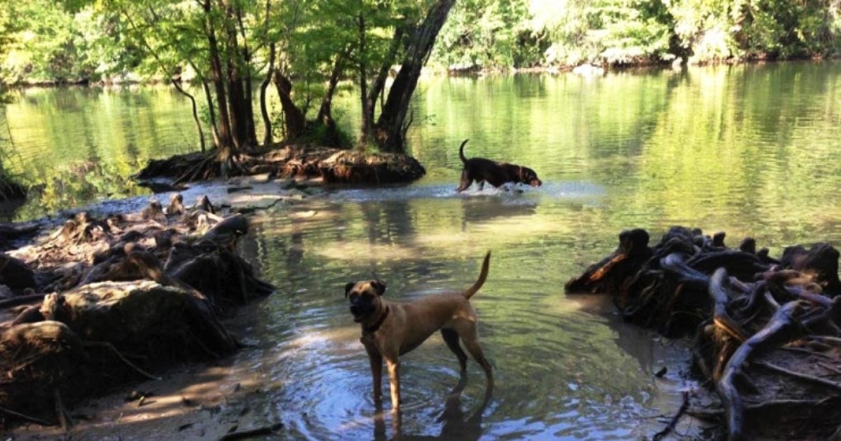 5 Favorite Off-leash Dog Parks in Austin, TX - Austin Parks Foundation