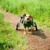 People (and pups) of the Parks: Frankie and Gavin
